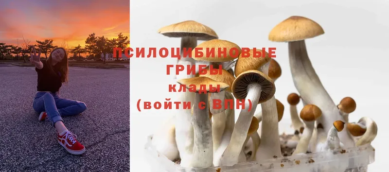 Галлюциногенные грибы MAGIC MUSHROOMS  Горячий Ключ 