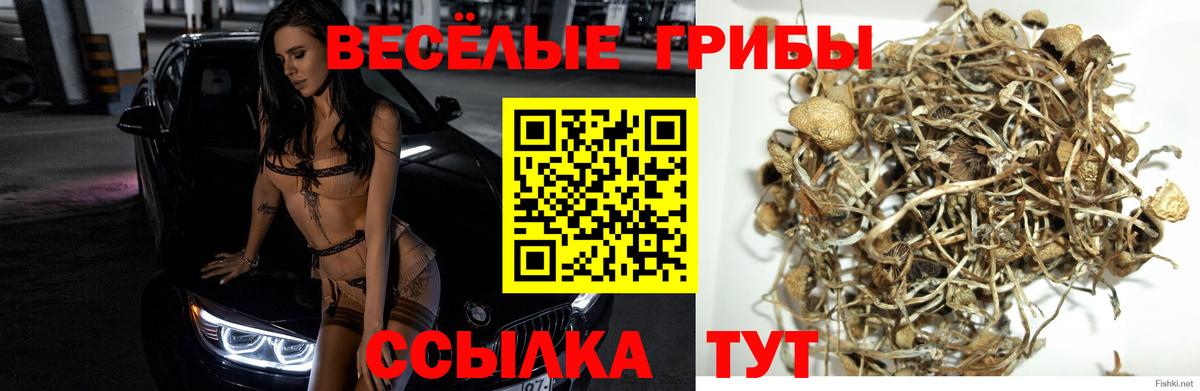 Псилоцибиновые грибы прущие грибы  Горячий Ключ  Псилоцибиновые грибы ЛСД 